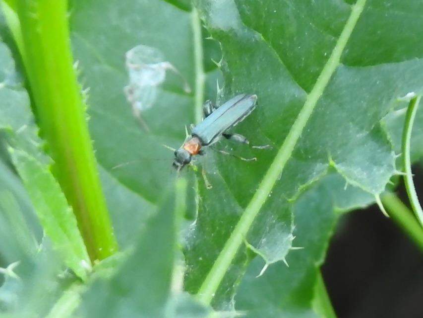 Oedemera croceicollis - pirostorú álcincér