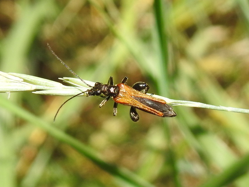 Oedemera femorata - sárgahátú álcincér