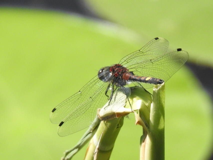 Leucorrhinia pectoralis - lápi álarcos-szitakötő
