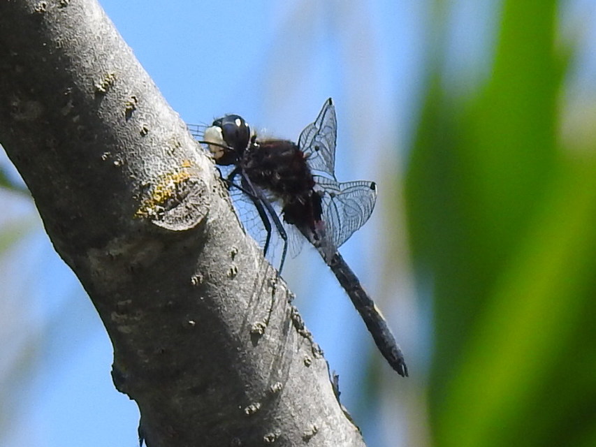 Leucorrhinia pectoralis - lápi álarcos-szitakötő