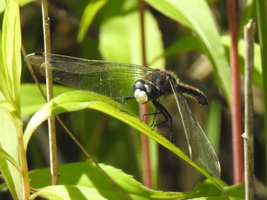 Leucorrhinia pectoralis - lápi álarcos-szitakötő
