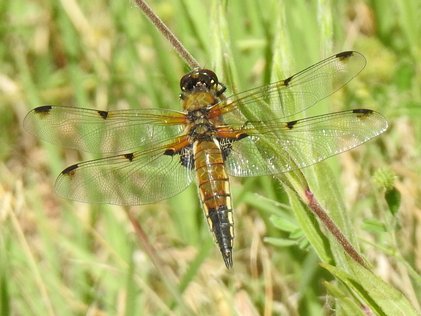 Libellula quadrimaculata - négyfoltos laposacsa