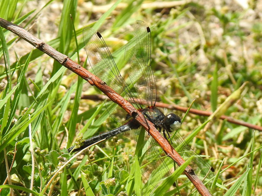 Leucorrhinia pectoralis - lápi álarcos-szitakötő