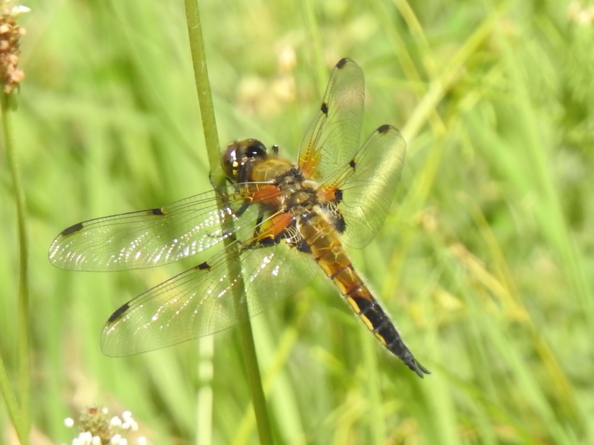 Libellula quadrimaculata - négyfoltos laposacsa