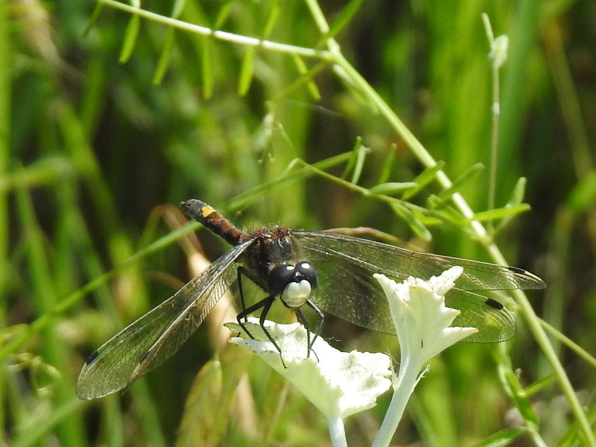 Leucorrhinia pectoralis - lápi álarcos-szitakötő