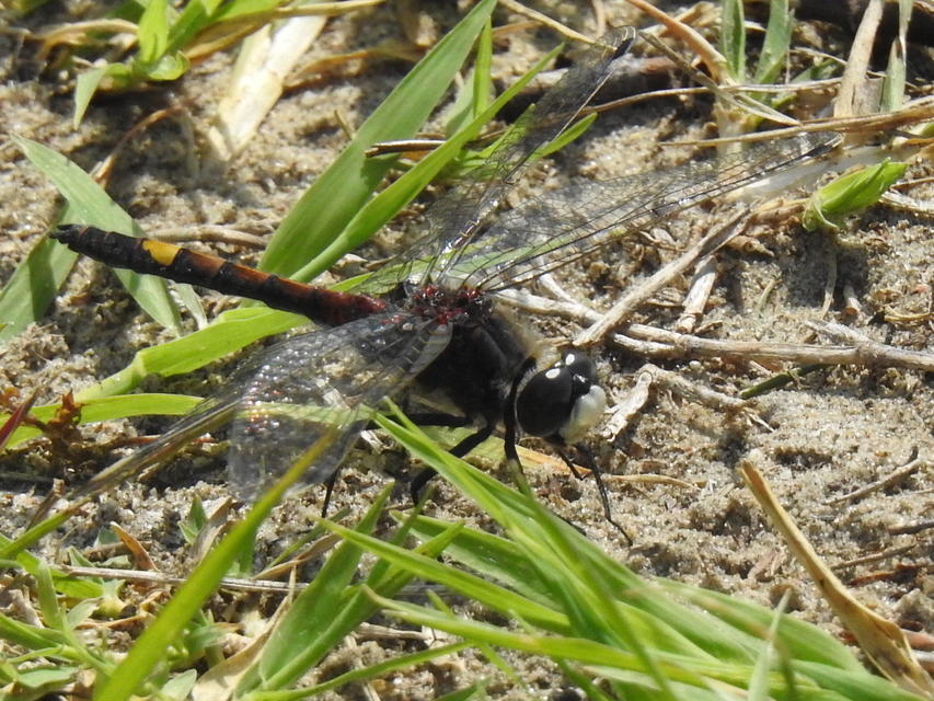 Leucorrhinia pectoralis - lápi álarcos-szitakötő