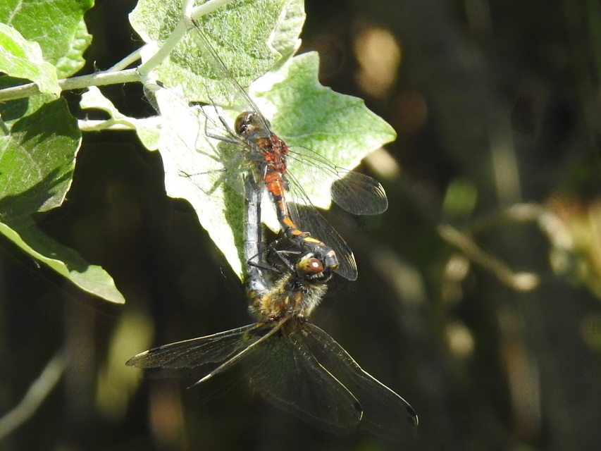 Leucorrhinia pectoralis - lápi álarcos-szitakötő