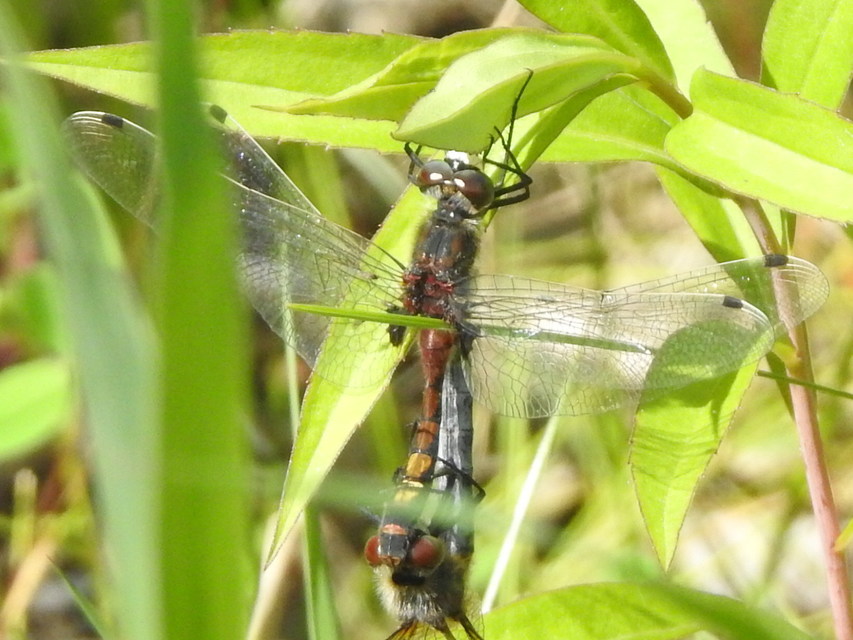 Leucorrhinia pectoralis - lápi álarcos-szitakötő