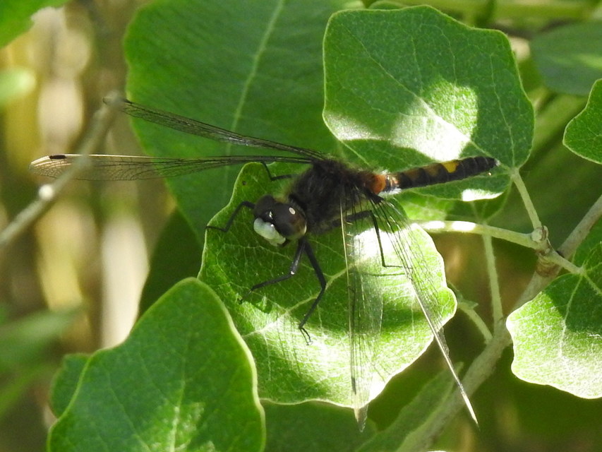 Leucorrhinia pectoralis - lápi álarcos-szitakötő