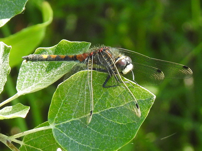 Leucorrhinia pectoralis - lápi álarcos-szitakötő