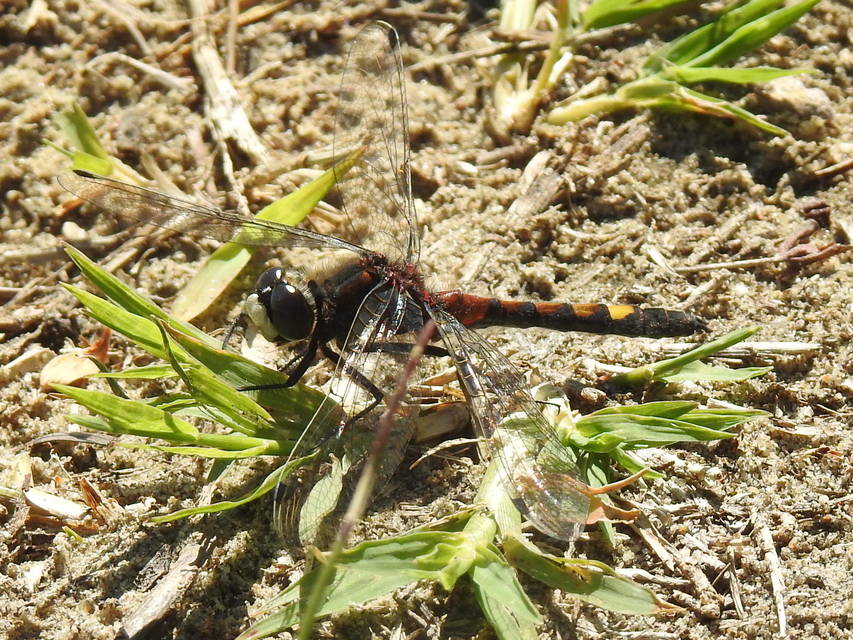 Leucorrhinia pectoralis - lápi álarcos-szitakötő