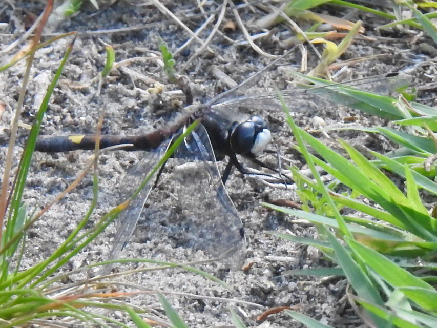 Leucorrhinia pectoralis - lápi álarcos-szitakötő