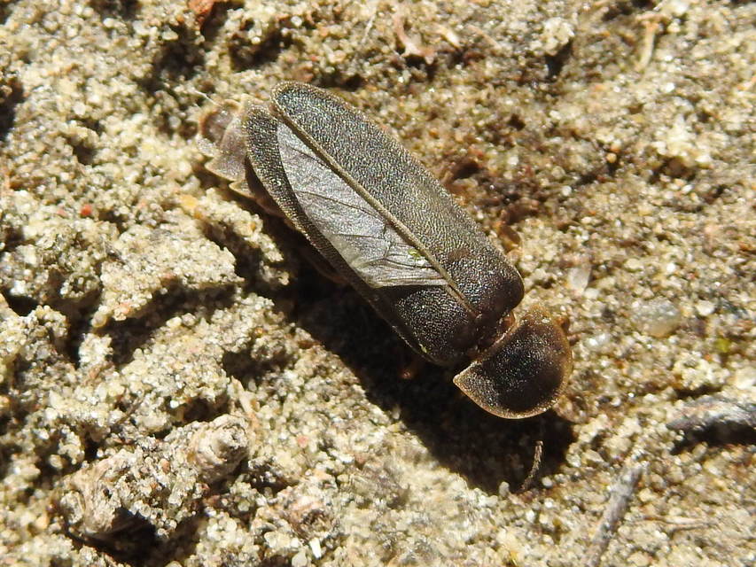 Lampyris noctiluca - nagy szentjánosbogár