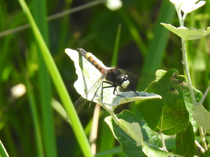 Leucorrhinia pectoralis - lápi álarcos-szitakötő