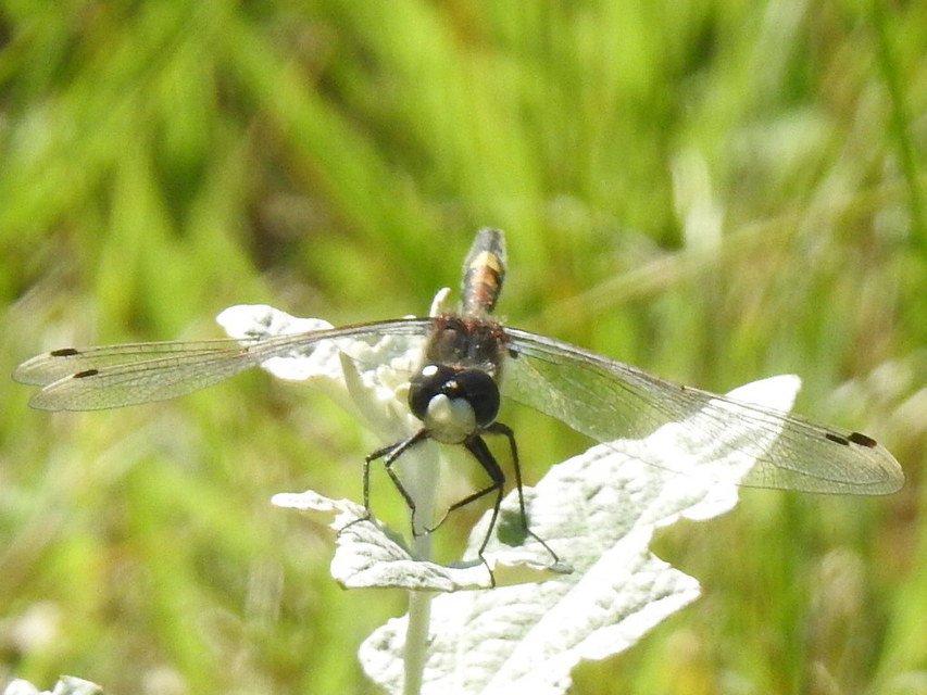 Leucorrhinia pectoralis - lápi álarcos-szitakötő
