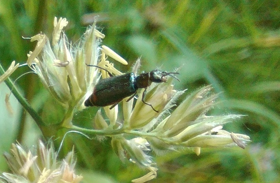 Clanoptilus