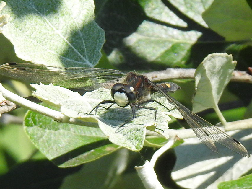 Leucorrhinia pectoralis - lápi álarcos-szitakötő