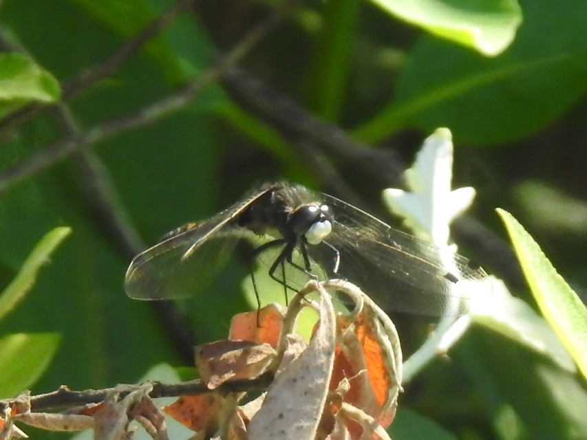 Leucorrhinia pectoralis - lápi álarcos-szitakötő