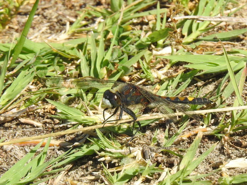 Leucorrhinia pectoralis - lápi álarcos-szitakötő