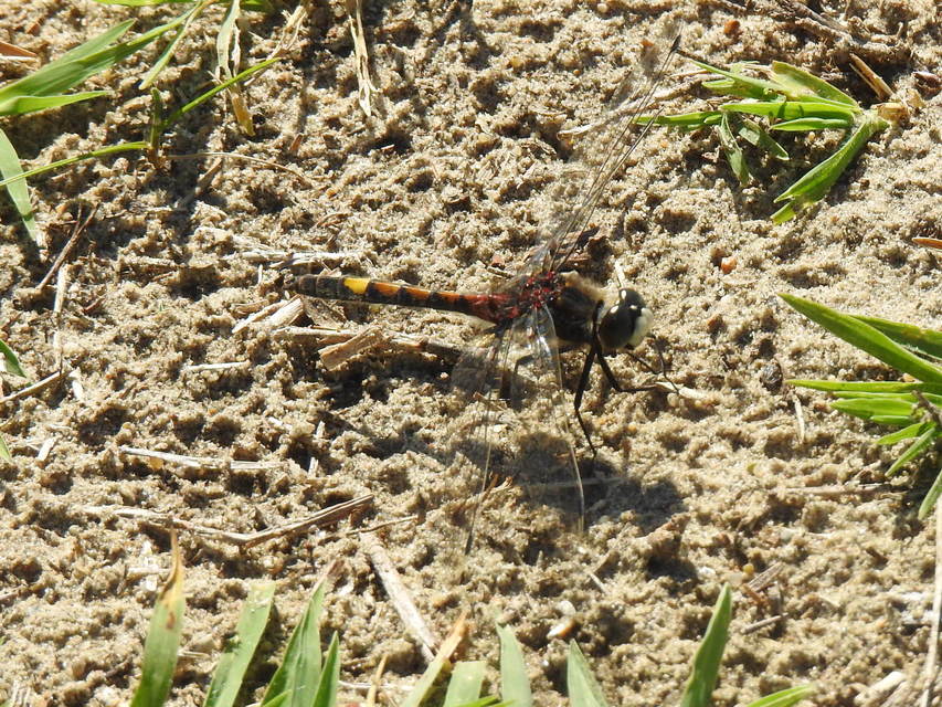 Leucorrhinia pectoralis - lápi álarcos-szitakötő