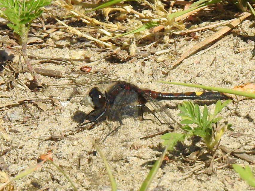 Leucorrhinia pectoralis - lápi álarcos-szitakötő