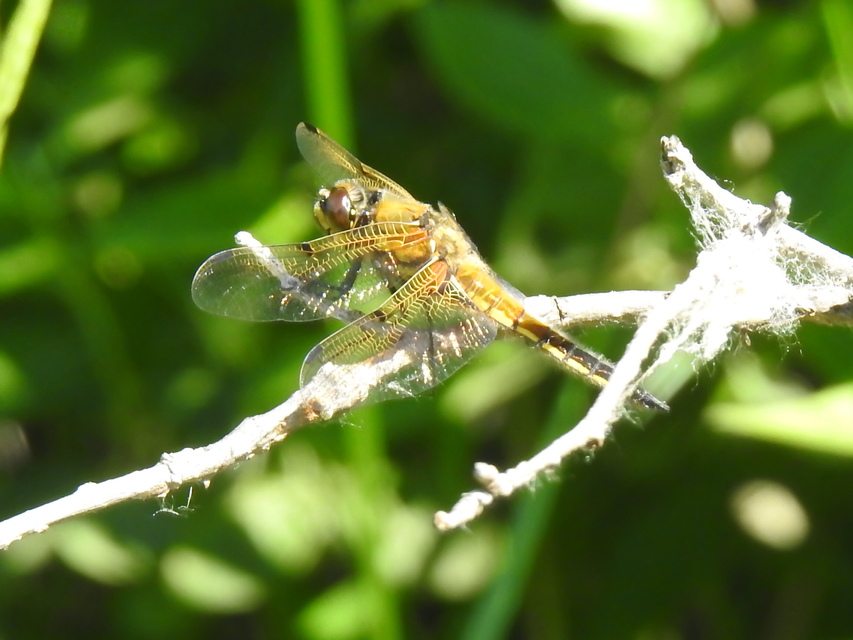 Libellula quadrimaculata - négyfoltos laposacsa