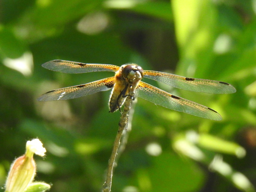 Libellula quadrimaculata - négyfoltos laposacsa