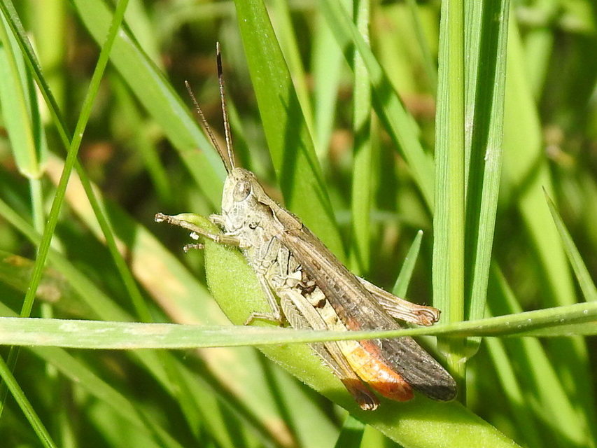 Chorthippus brunneus - közönséges tarlósáska