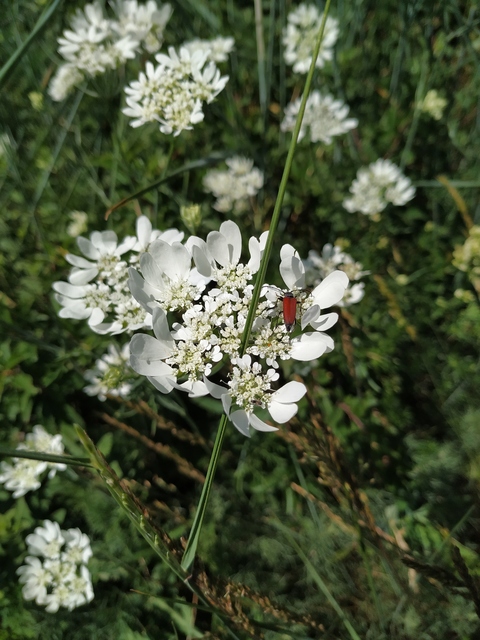 Anastrangalia sanguinolenta - kétszínű virágcincér