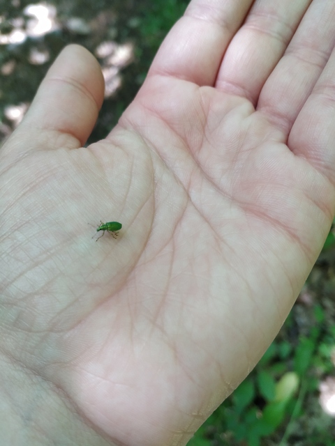 Polydrusus formosus - selymes lombormányos