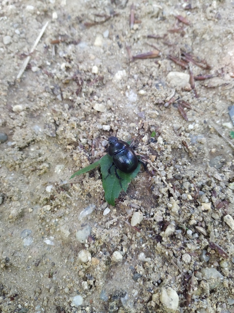Anoplotrupes stercorosus - erdei álganéjtúró