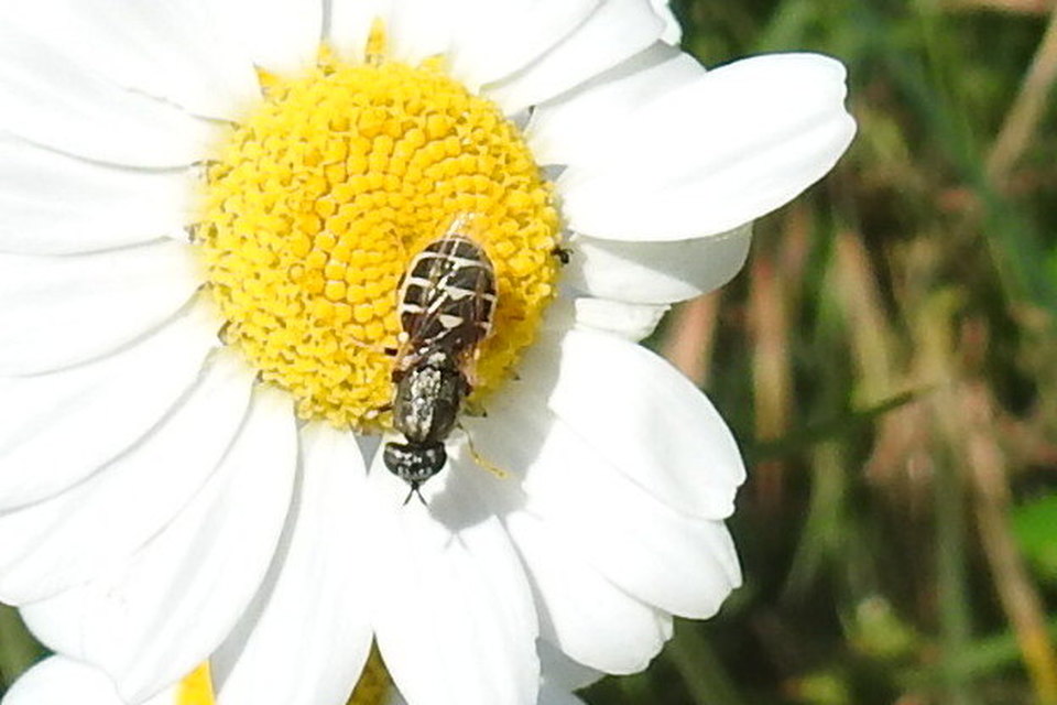 Nemotelus