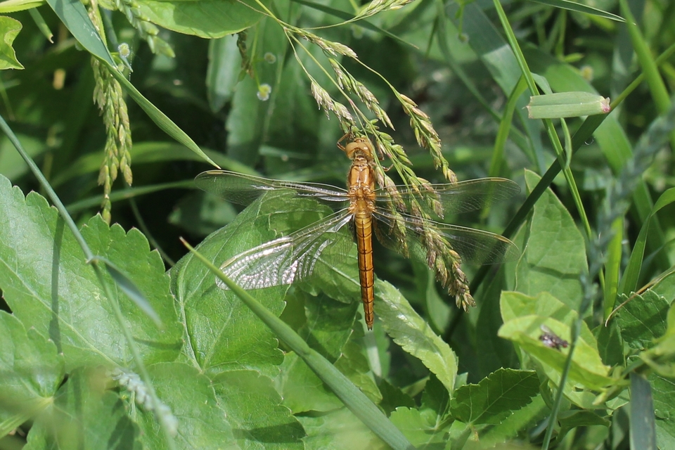 Orthetrum coerulescens - karcsú pásztorszitakötő