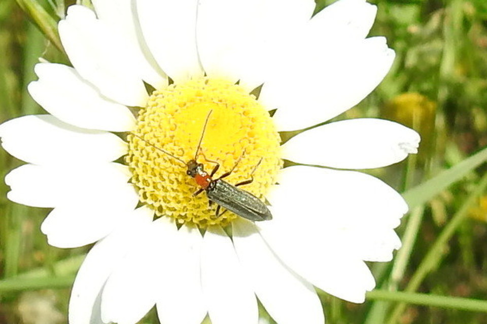 Oedemera croceicollis - pirostorú álcincér