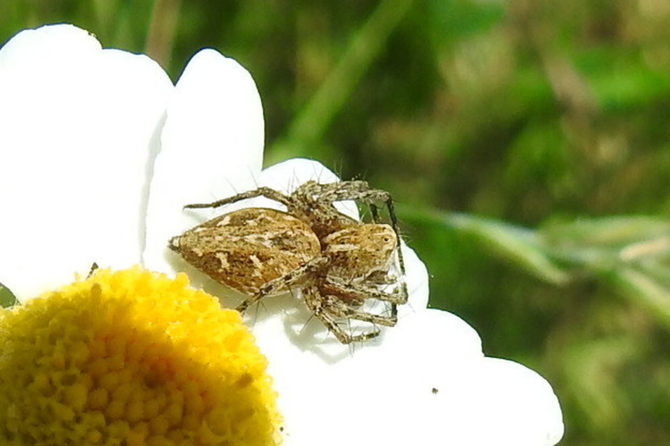Oxyopes heterophthalmus - homoki hiúzpók