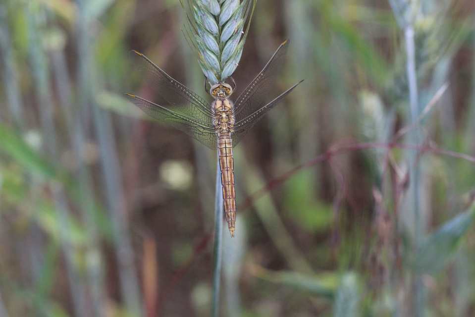 Orthetrum brunneum - pataki pásztorszitakötő