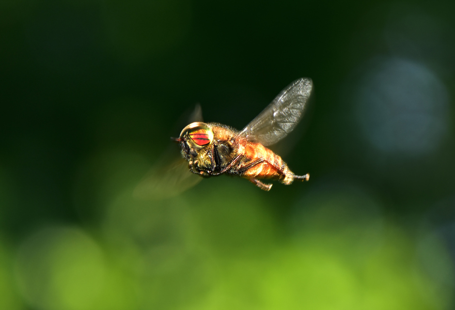 Tabanidae - böglyök