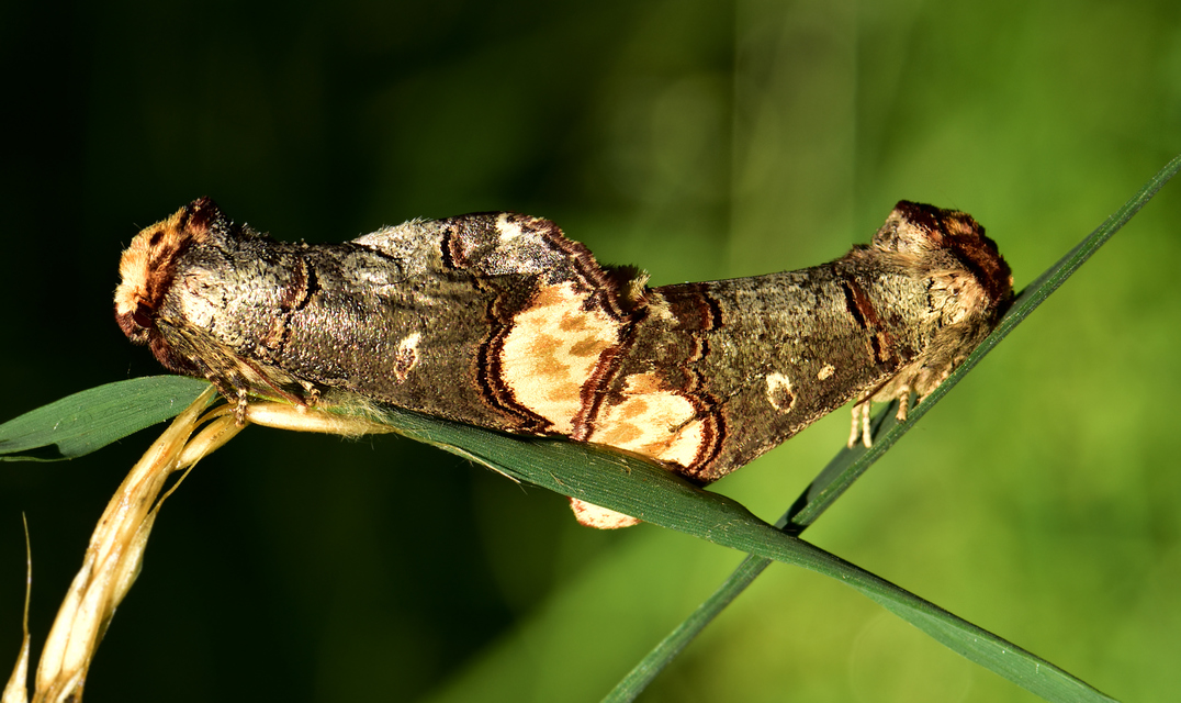 Phalera bucephala - sárgafoltos púposszövő