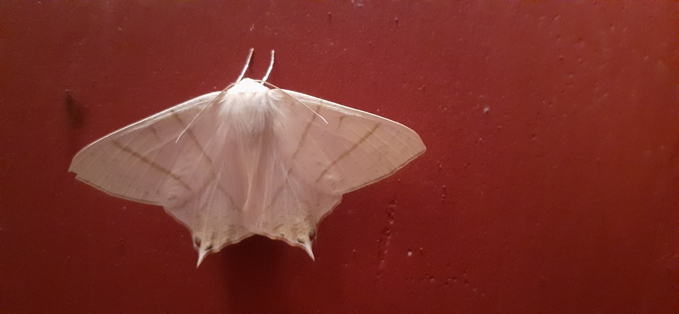 Ourapteryx sambucaria - fecskefarkú araszoló