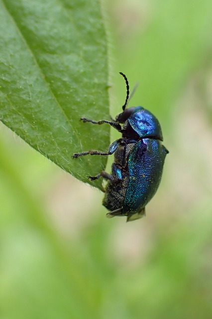 Cryptocephalus sericeus - nagy fészkesbogár