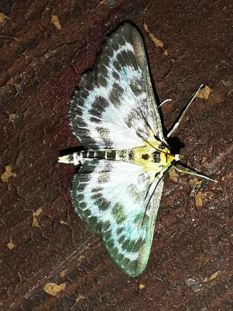 Anania hortulata - tarka csalánmoly