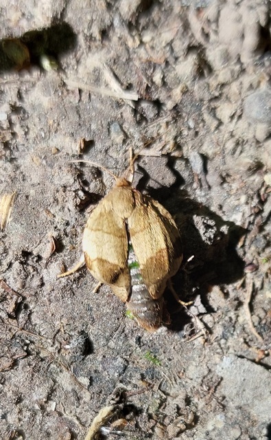 Noctua fimbriata - szélessávú sárgafűbagoly