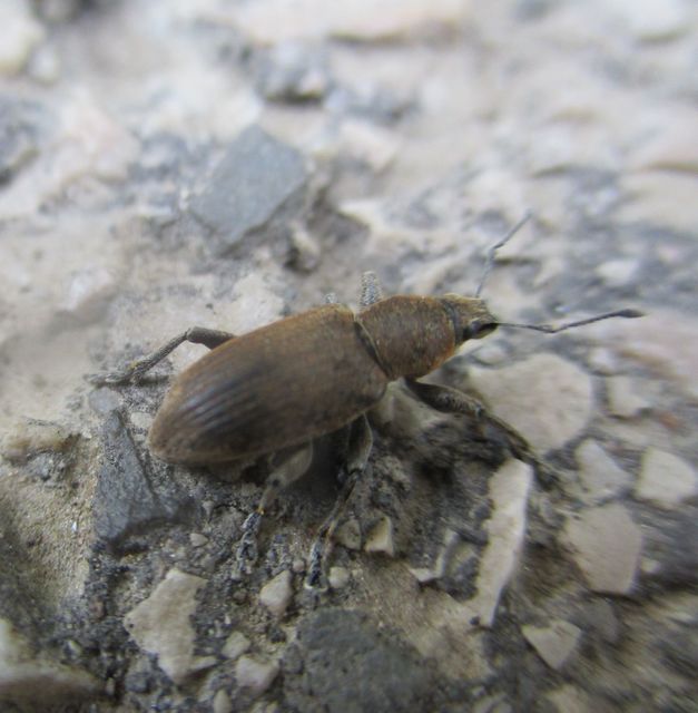 Tanymecus palliatus - közönséges hegyesfarúbarkó