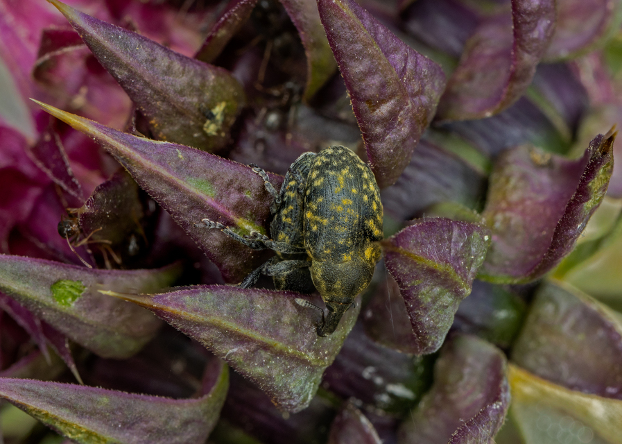 Larinus sturnus - aszat-púderbarkó