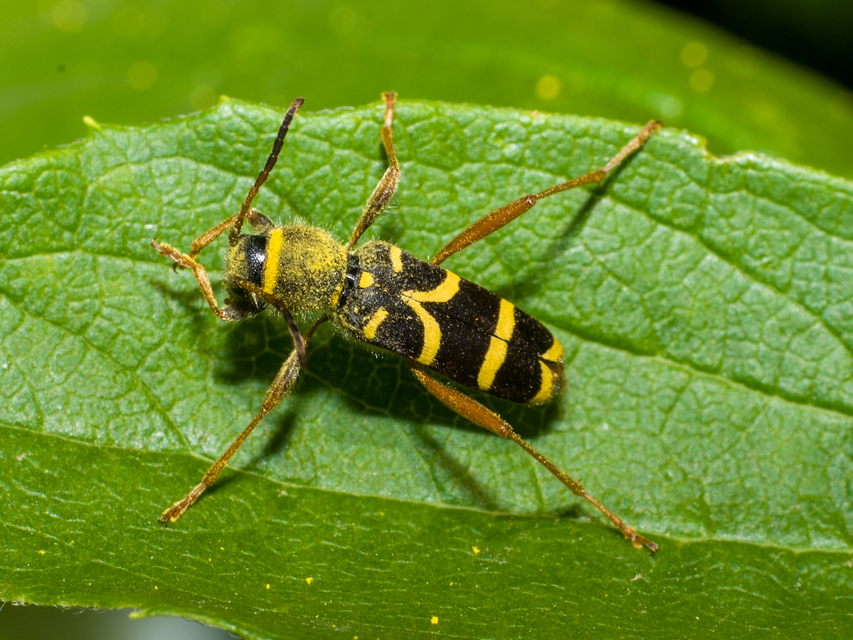 Clytus arietis - közönséges darázscincér