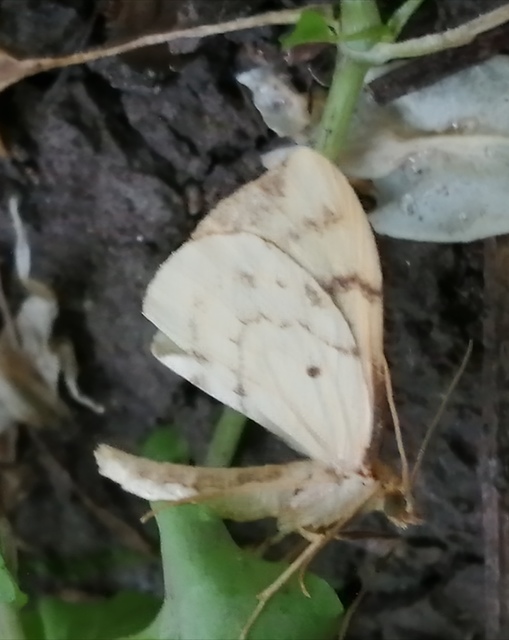 Eulithis pyraliata - sárga galajaraszoló