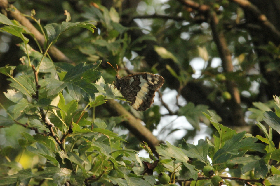 Brintesia circe - fehéröves szemeslepke