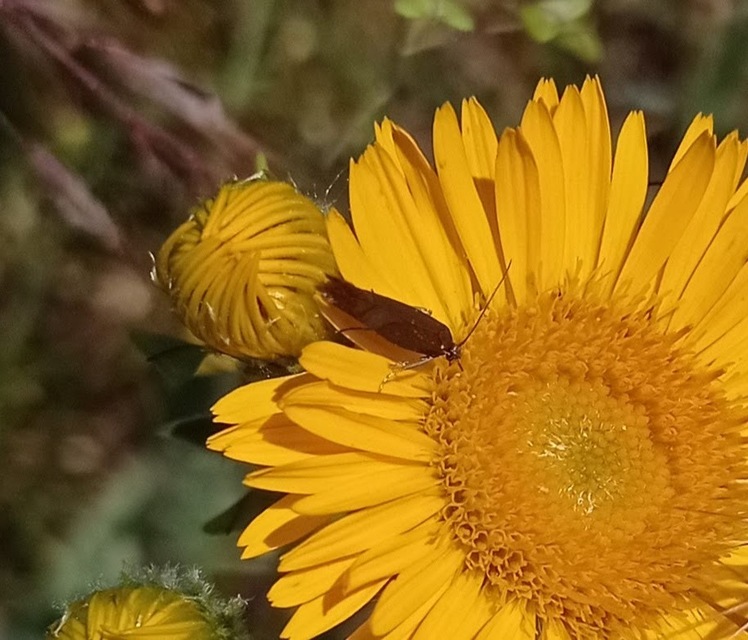 Microlepidoptera - Molylepkék