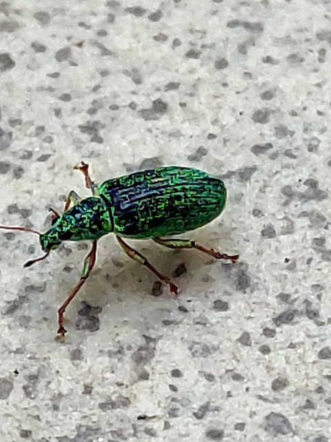 Polydrusus formosus - selymes lombormányos