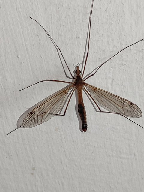 Tipula